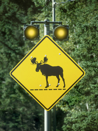 Moose Crossing Sign by Fogstock Llc Pricing Limited Edition Print image