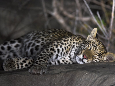 African Leopard Asleep On Rock At Night by Andy Rouse Pricing Limited Edition Print image