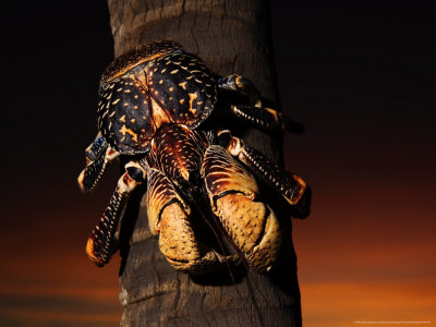 Giant Coconut Crab, Climbing Down Palm Tree, Zanzibar by Ariadne Van Zandbergen Pricing Limited Edition Print image