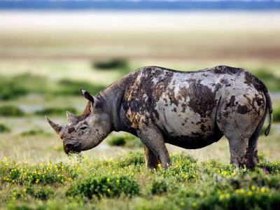 Black Rhinoceros, Feeding, Namibia by Ariadne Van Zandbergen Pricing Limited Edition Print image