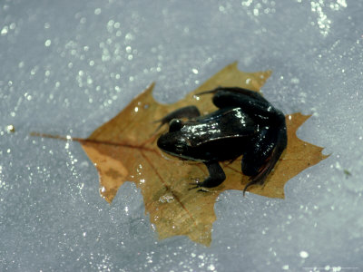 Wood Frog On Ice, Ma, Usa by Gustav Verderber Pricing Limited Edition Print image