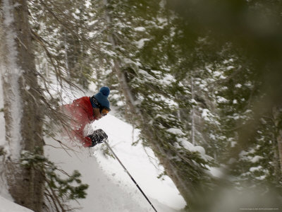 Man Skiing Between Trees At Honeycomb Canyon, Wasatch Mountains, Usa by Mike Tittel Pricing Limited Edition Print image