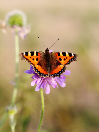 Small Tortoiseshell Butterfly On Small Scabious, Uk by Philip Tull Pricing Limited Edition Print image