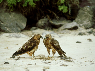 Galapagos Hawks, Galapagos Islands by Gustav Verderber Pricing Limited Edition Print image