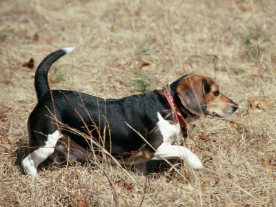 Beagle Trotting In Field by David Bitters Pricing Limited Edition Print image