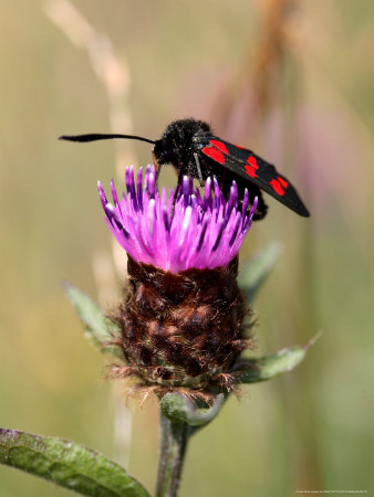 Six-Spot Burnet On A Common Knapweed, Summer, West Bershire, Uk by Philip Tull Pricing Limited Edition Print image