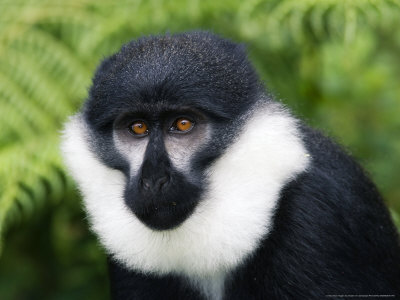 Lhoests Guenon Or Lhoests Monkey, Nyungwe Forest, Rwanda by Ariadne Van Zandbergen Pricing Limited Edition Print image