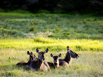 Common Waterbucks, Adults And Young Resting, Tanzania by Ariadne Van Zandbergen Pricing Limited Edition Print image