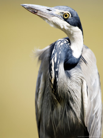 Black-Headed Heron, Serengeti National Park, Tanzania by Ariadne Van Zandbergen Pricing Limited Edition Print image