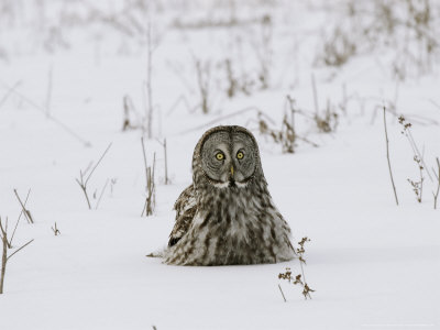 Great Grey Owl In Snow, Canada by Robert Servranckx Pricing Limited Edition Print image