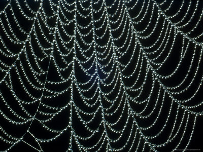 Spiders Webcovered With Dew Early Morning September Sussex by Ian West Pricing Limited Edition Print image