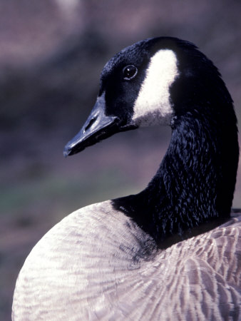 Canadian Goose by Fogstock Llc Pricing Limited Edition Print image