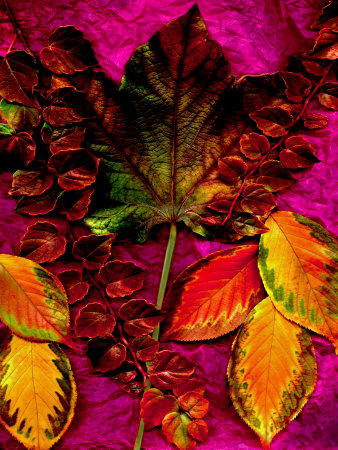 A Variety Of Autumn Leaves by Paul Katz Pricing Limited Edition Print image