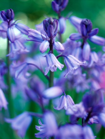 Polemonium Reptans (Blue Bells) With Rain Drops by Pernilla Bergdahl Pricing Limited Edition Print image