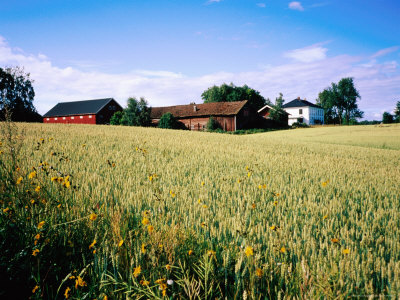 Farmland In Eastern Norway by Graeme Cornwallis Pricing Limited Edition Print image