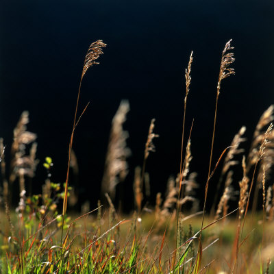 Close-Up Of High Grass by Karl Neumann Pricing Limited Edition Print image