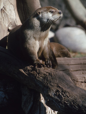 River Otter, Lutra Canadensis by Michael Long Pricing Limited Edition Print image