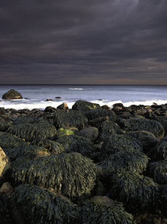 Seaweed Covered Rocks, Magnolia, Ma by Gareth Rockliffe Pricing Limited Edition Print image