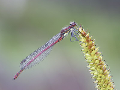 Large Red Damselfly, Adult Male Resting On Sedge, Central Highlands, Scotland by Mark Hamblin Pricing Limited Edition Print image
