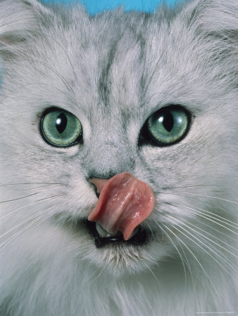 Cat Licking His Lips And Nose by Richard Stacks Pricing Limited Edition Print image