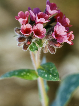 Jerusalem Sage by Lynn Keddie Pricing Limited Edition Print image