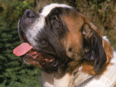 Close-Up Of Saint Bernard With Open Mouth by Ralph Reinhold Pricing Limited Edition Print image