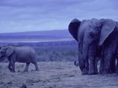 Elephants At Dusk, Addo Elephant National Park, South Africa by Walter Bibikow Pricing Limited Edition Print image