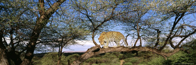 Leopard In Tree, South Africa by David Tipling Pricing Limited Edition Print image