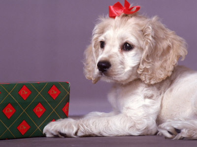 Dog With Holiday Ribbon by Raeanne Rubenstein Pricing Limited Edition Print image