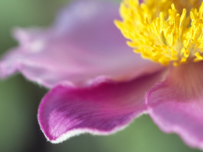 Anemone Hupehensis Bowles Pink, Close-Up Of A Pink Flower by Hemant Jariwala Pricing Limited Edition Print image