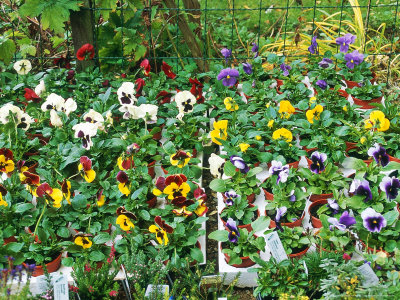 Trays Of Universal Pansies Ready For Planting Out Viola, Autumn 1992 by Michael Howes Pricing Limited Edition Print image