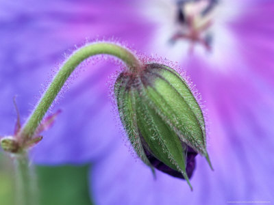 Geranium Himalayense Gravetye (Cranesbill) by Hemant Jariwala Pricing Limited Edition Print image