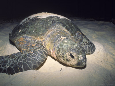 Green Turtle Returning To Sea, South China Sea by Jeff Rotman Pricing Limited Edition Print image