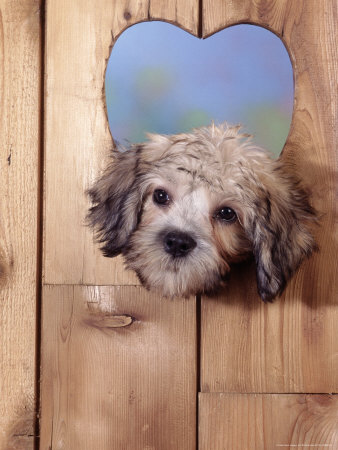Puppy With Its Head Out Of Heart Shaped Window by Richard Stacks Pricing Limited Edition Print image