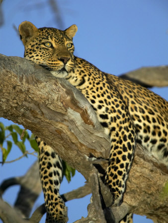Leopard In Tree At Twilght, Tuli Game Reserve, Botswana by Roger De La Harpe Pricing Limited Edition Print image