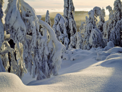 Evening Light, Koli National Park, Finland by Heikki Nikki Pricing Limited Edition Print image