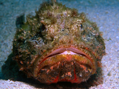 Scorpion Fish, Florida Keys by Larry Lipsky Pricing Limited Edition Print image