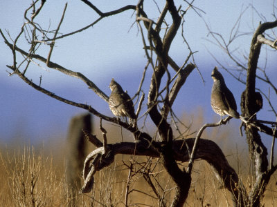 Scaled Quail, Pair, Chihuahua, Mexico by Patricio Robles Gil Pricing Limited Edition Print image