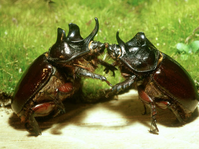 Rhinoceros Ox Beetles, Males Fighting, Usa by James H. Robinson Pricing Limited Edition Print image