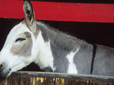 Farm Animal by Fogstock Llc Pricing Limited Edition Print image