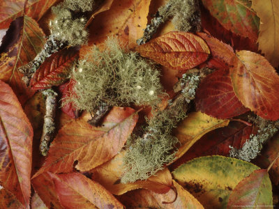 Autumn Leaf, Prunus, Lichen & Twig Arrangement, Autumn Colour by Erika Craddock Pricing Limited Edition Print image