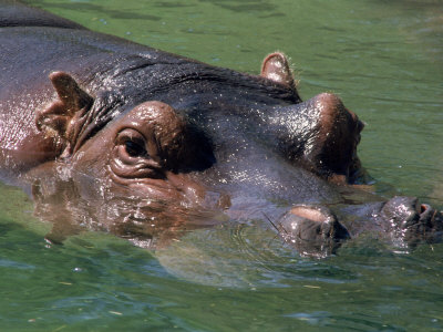 Hippopotamus With Head Half Submerged In Water by Tony Ruta Pricing Limited Edition Print image