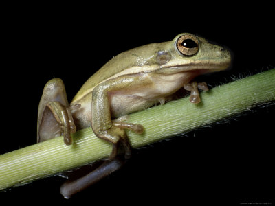 Hyla Cinerea, Green Tree Frog On Limb by Robert Ginn Pricing Limited Edition Print image