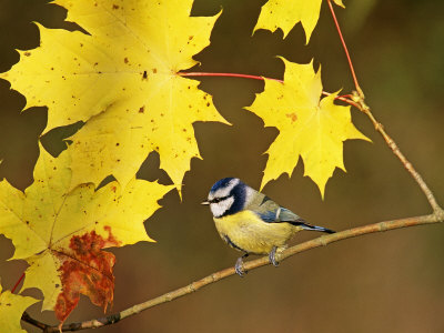 Blue Tit, Among Autumn Leaves, Uk by David Tipling Pricing Limited Edition Print image