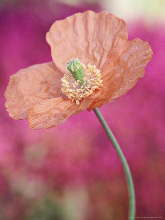 Papaver Nudicaule September by Mark Bolton Pricing Limited Edition Print image