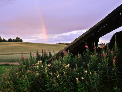 Rainbow In Countryside, Finland by Heikki Nikki Pricing Limited Edition Print image