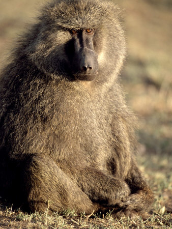 Olive Baboon Sitting On The Ground by Fogstock Llc Pricing Limited Edition Print image