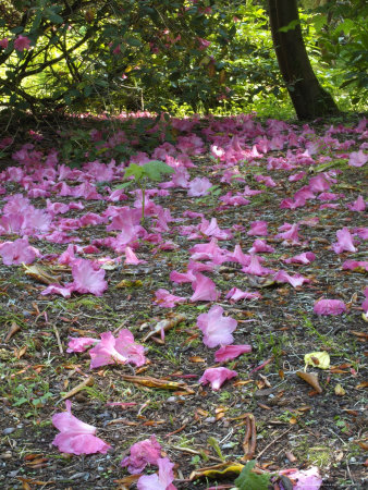 Nanaimo, Rhododendron Petals On Ground by Troy & Mary Parlee Pricing Limited Edition Print image