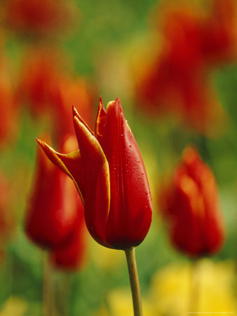 Tulip Queen Of Sheba (Red & Orange Flowers), Broadview Gardens, Hadlow College, Kent by David Dixon Pricing Limited Edition Print image