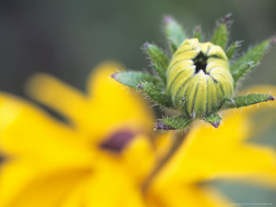 Coneflower by Hemant Jariwala Pricing Limited Edition Print image